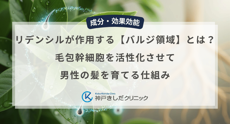 リデンシルが作用する【バルジ領域】とは？毛包幹細胞を活性化させて男性の髪を育てる仕組み