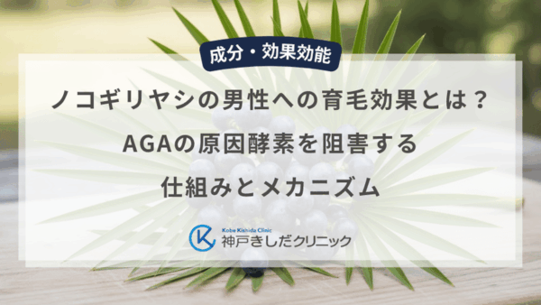 ノコギリヤシの男性への育毛効果とは？AGAの原因酵素を阻害する仕組みとメカニズム