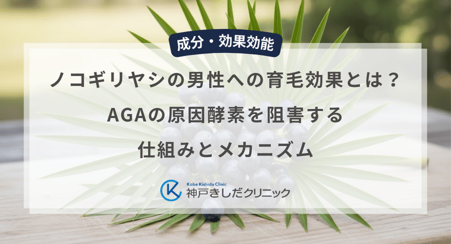 ノコギリヤシの男性への育毛効果とは?AGAの原因酵素を阻害する仕組みとメカニズム