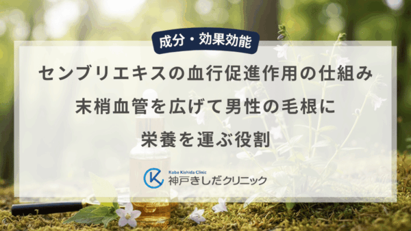 センブリエキスの血行促進作用の仕組み｜末梢血管を広げて男性の毛根に栄養を運ぶ役割
