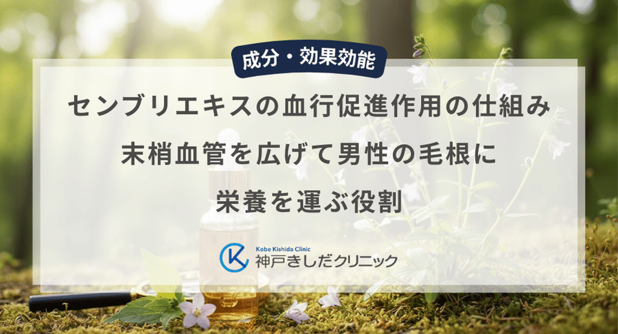 センブリエキスの血行促進作用の仕組み｜末梢血管を広げて男性の毛根に栄養を運ぶ役割