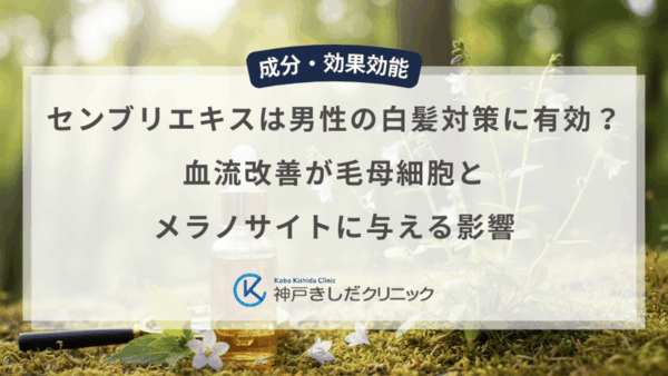 センブリエキスは男性の白髪対策に有効？血流改善が毛母細胞とメラノサイトに与える影響