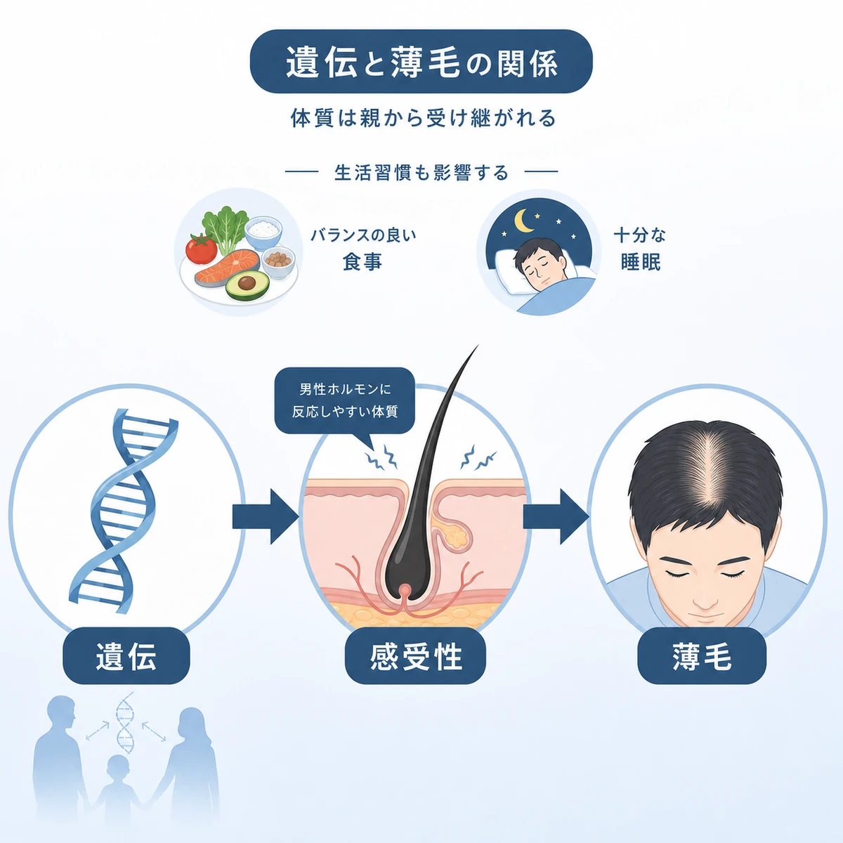 遺伝による体質が親から子へ受け継がれDHT感受性につながる仕組みを表した医療イラスト