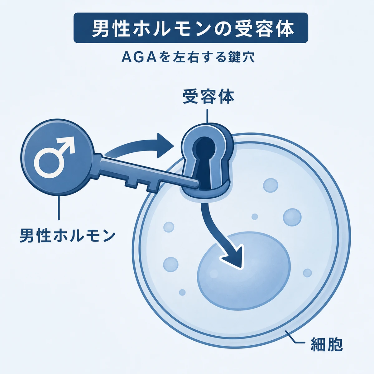 男性ホルモンが細胞の受容体に鍵のように結合するしくみを表した医療イラスト