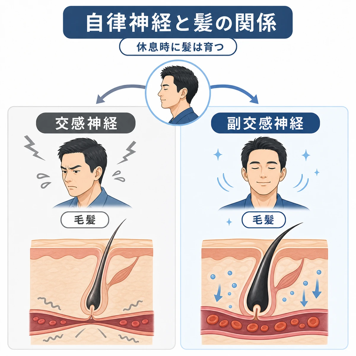 交感神経と副交感神経が髪の成長に与える違いを左右で対比した医療イラスト