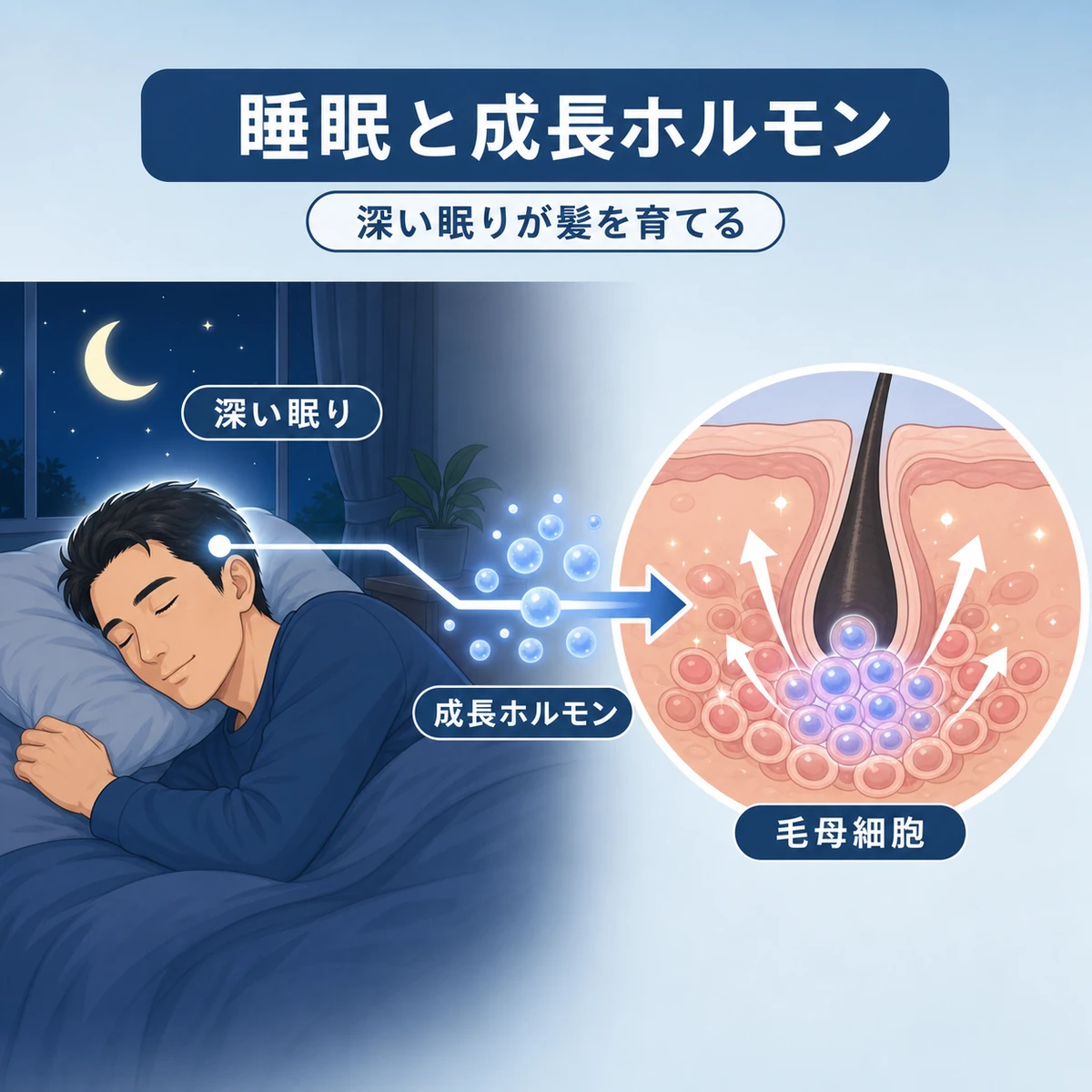 睡眠中に成長ホルモンが分泌され毛母細胞の働きを助ける流れを表した医療イラスト