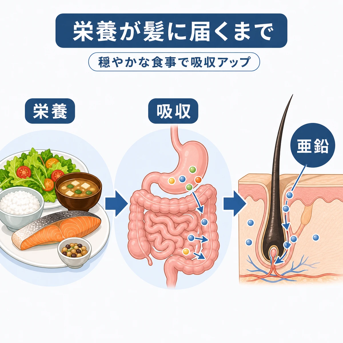 食事の栄養が消化吸収を経て頭皮の毛根へ届くまでの流れを表した医療イラスト