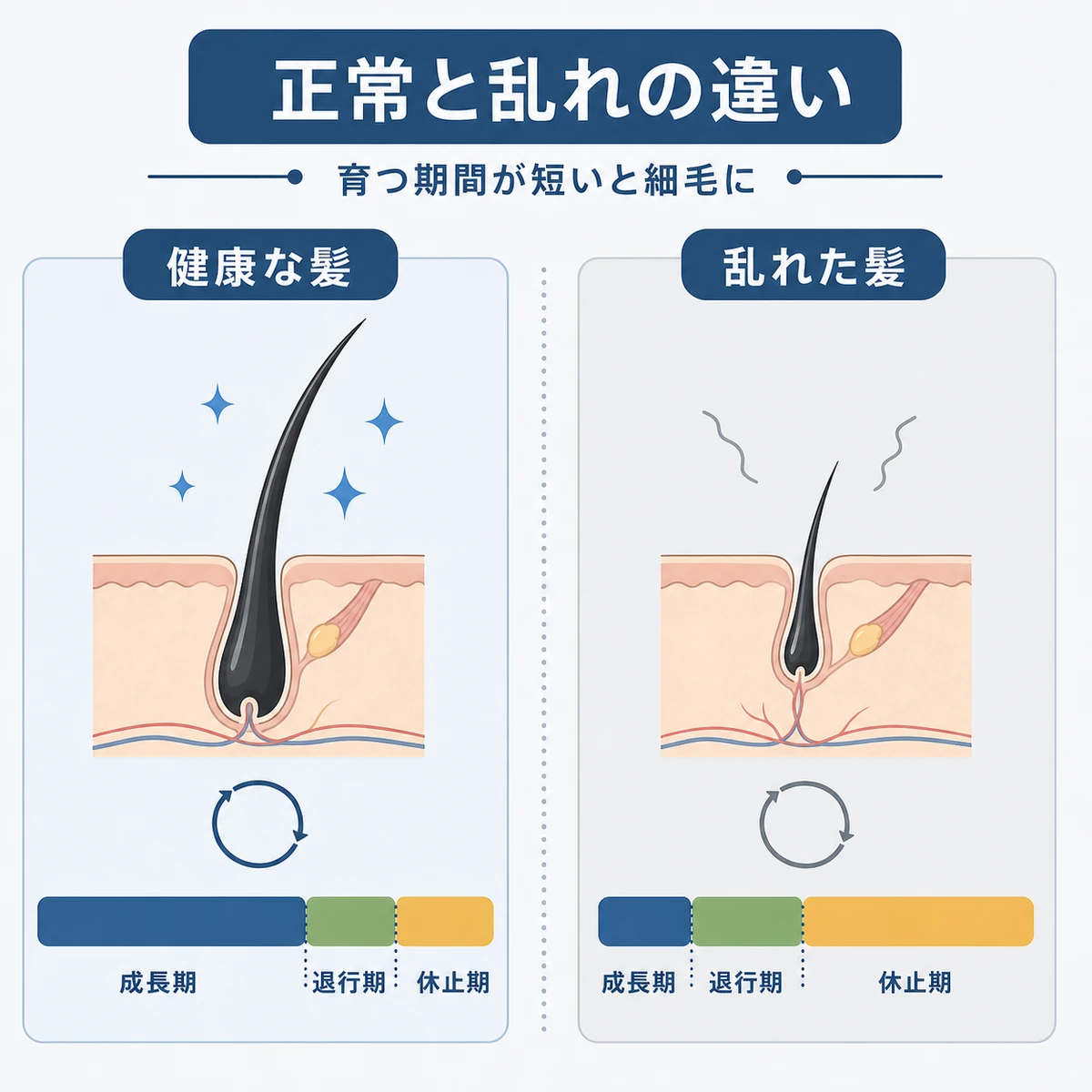 健康な髪と乱れた髪のヘアサイクルを左右で比べた医療イラスト