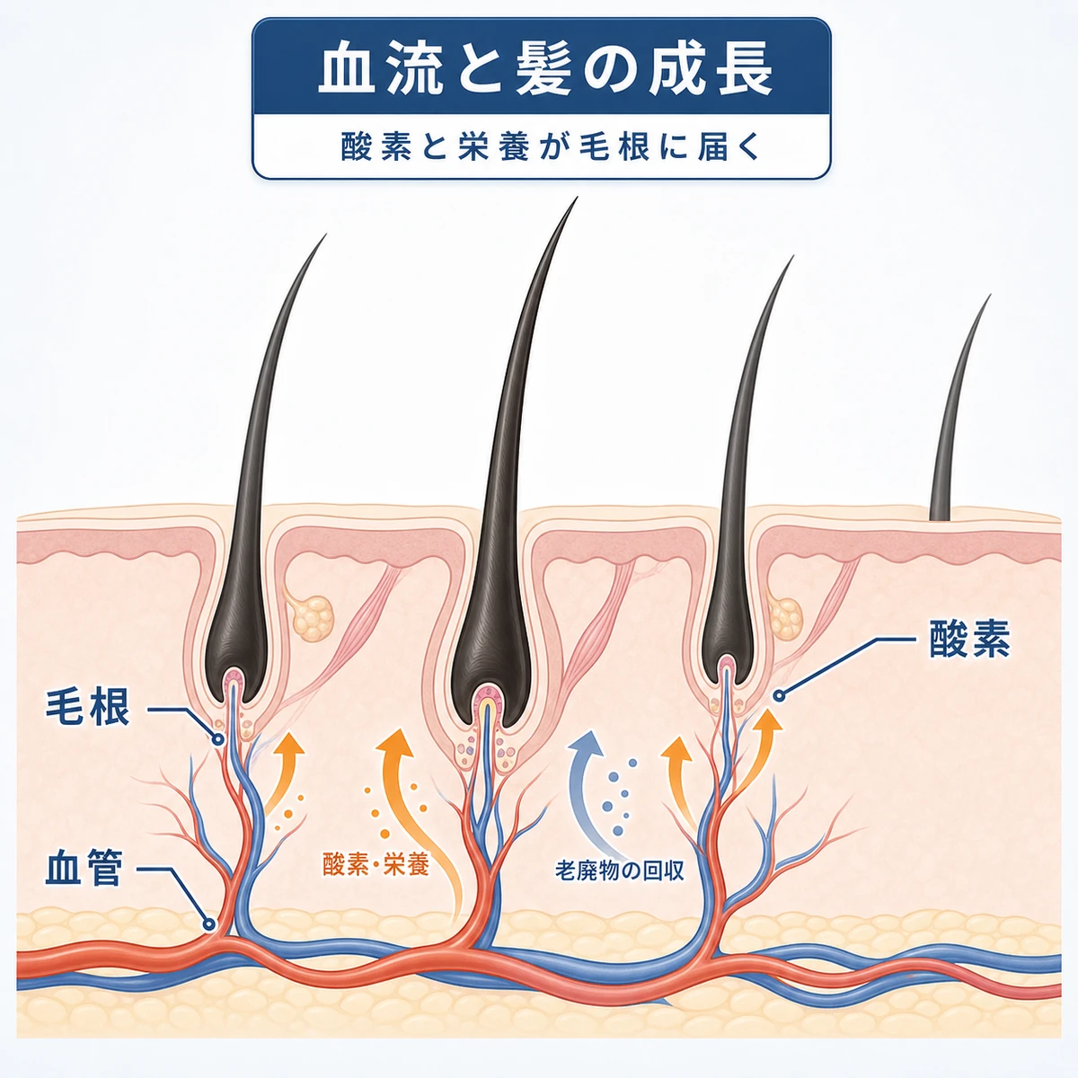 頭皮の断面で血管から毛根へ酸素と栄養が届く流れを表した医療イラスト