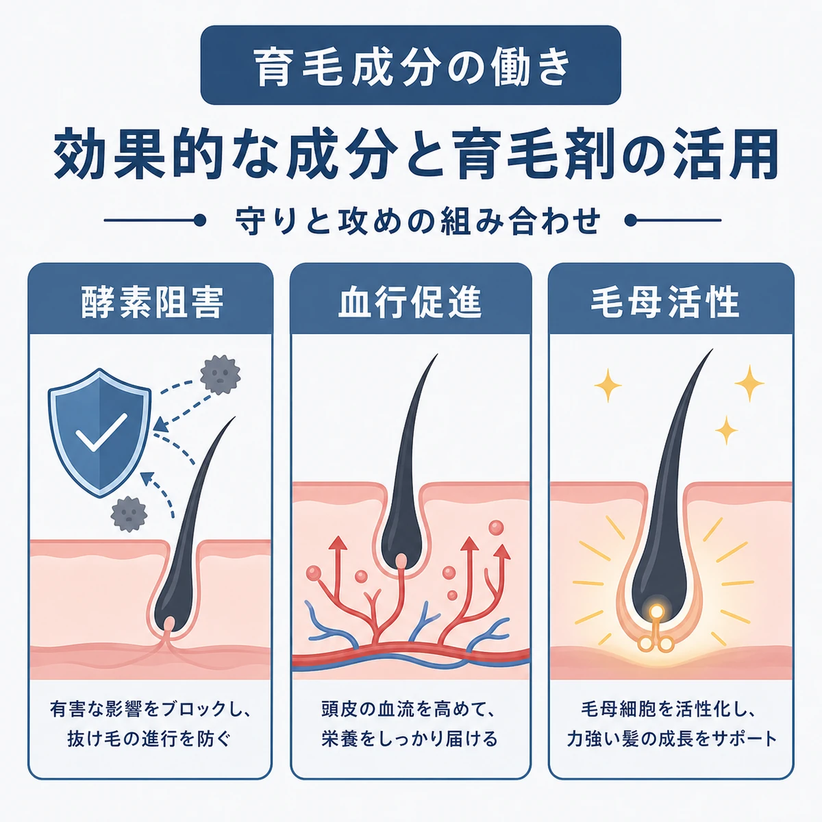 酵素阻害や血行促進や毛母活性化など育毛成分の働きを分類した医療イラスト