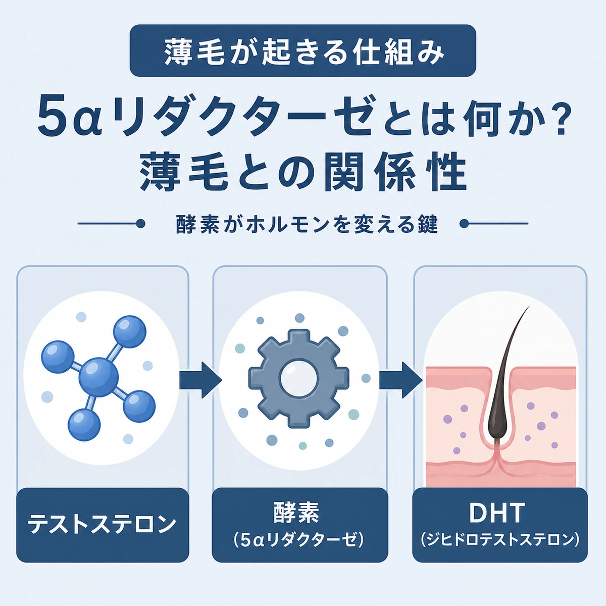 テストステロンが酵素でDHTに変わり毛根が弱る流れを表した医療イラスト