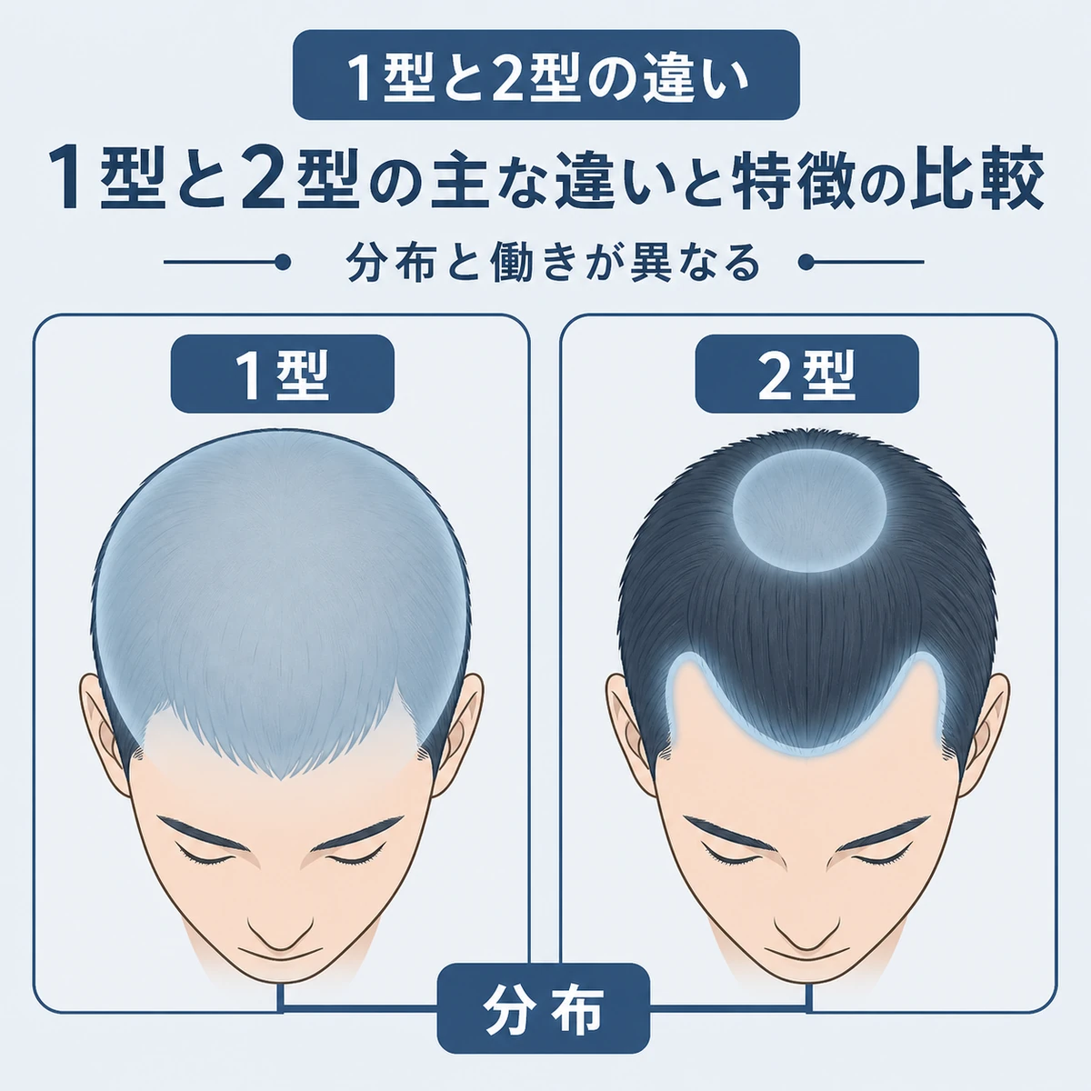 5αリダクターゼ1型と2型の分布や特徴の違いを左右で比較した医療イラスト