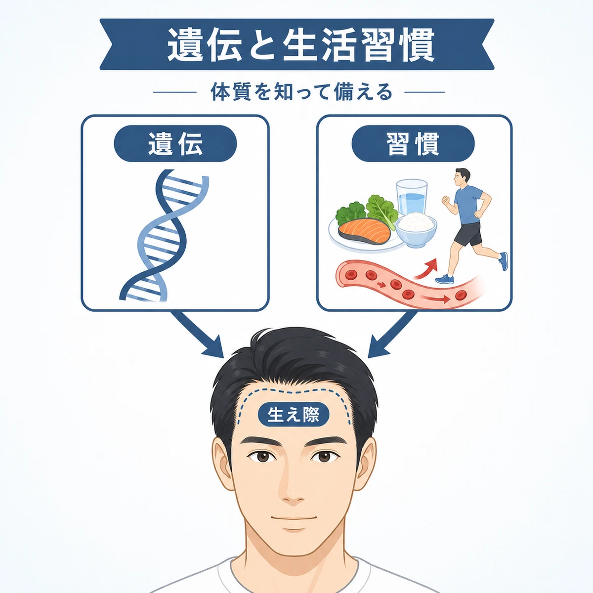 遺伝と生活習慣が生え際に与える影響の関係を矢印で表した医療イラスト