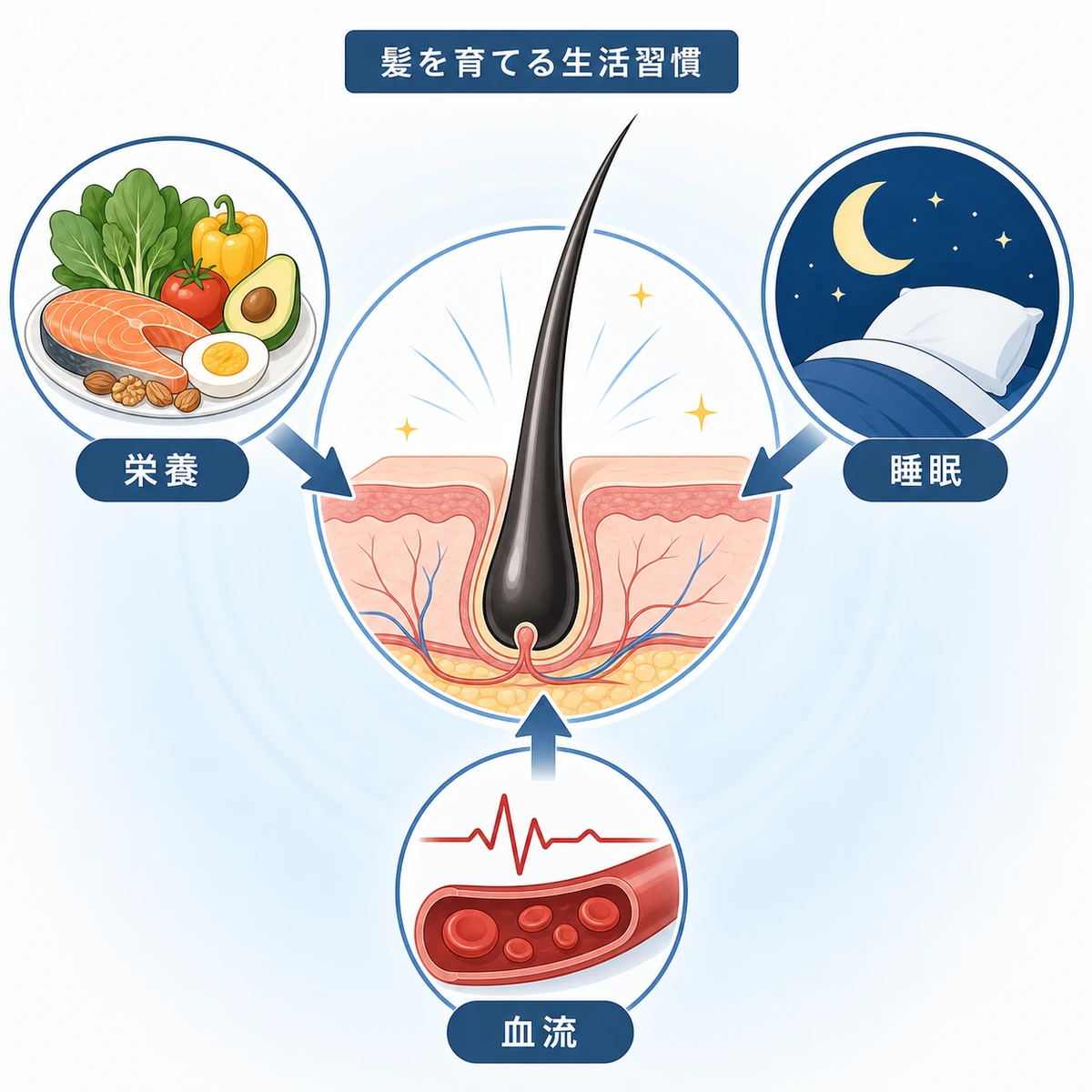 食事と睡眠と血流が髪の成長を支えるしくみを表した医療イラスト