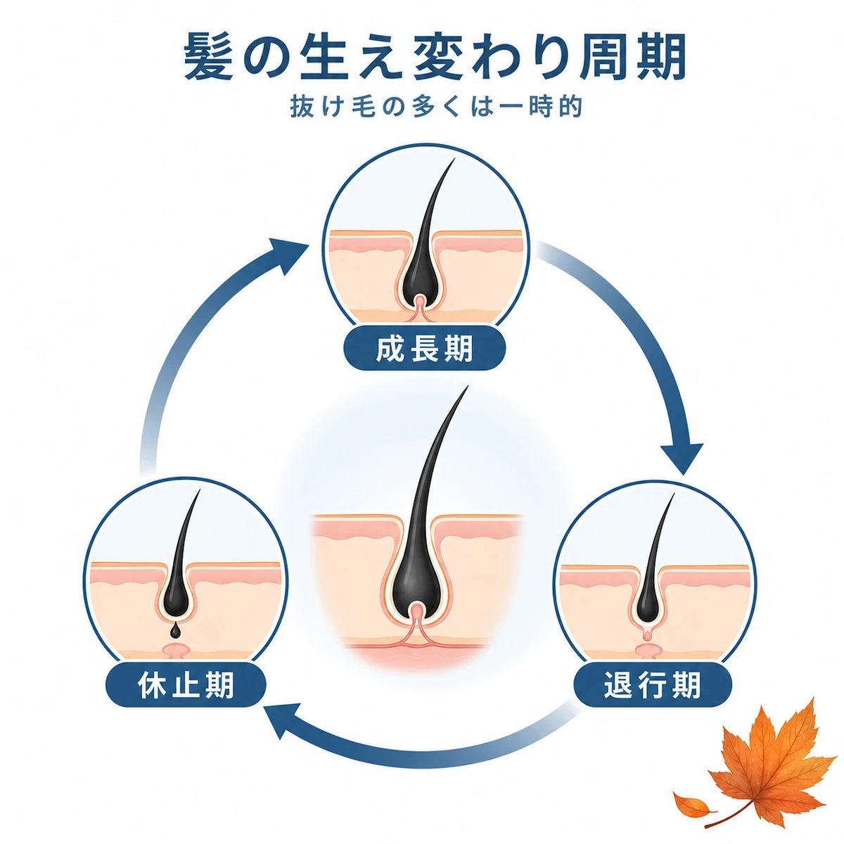 髪の成長期・退行期・休止期という生え変わり周期を表した医療イラスト