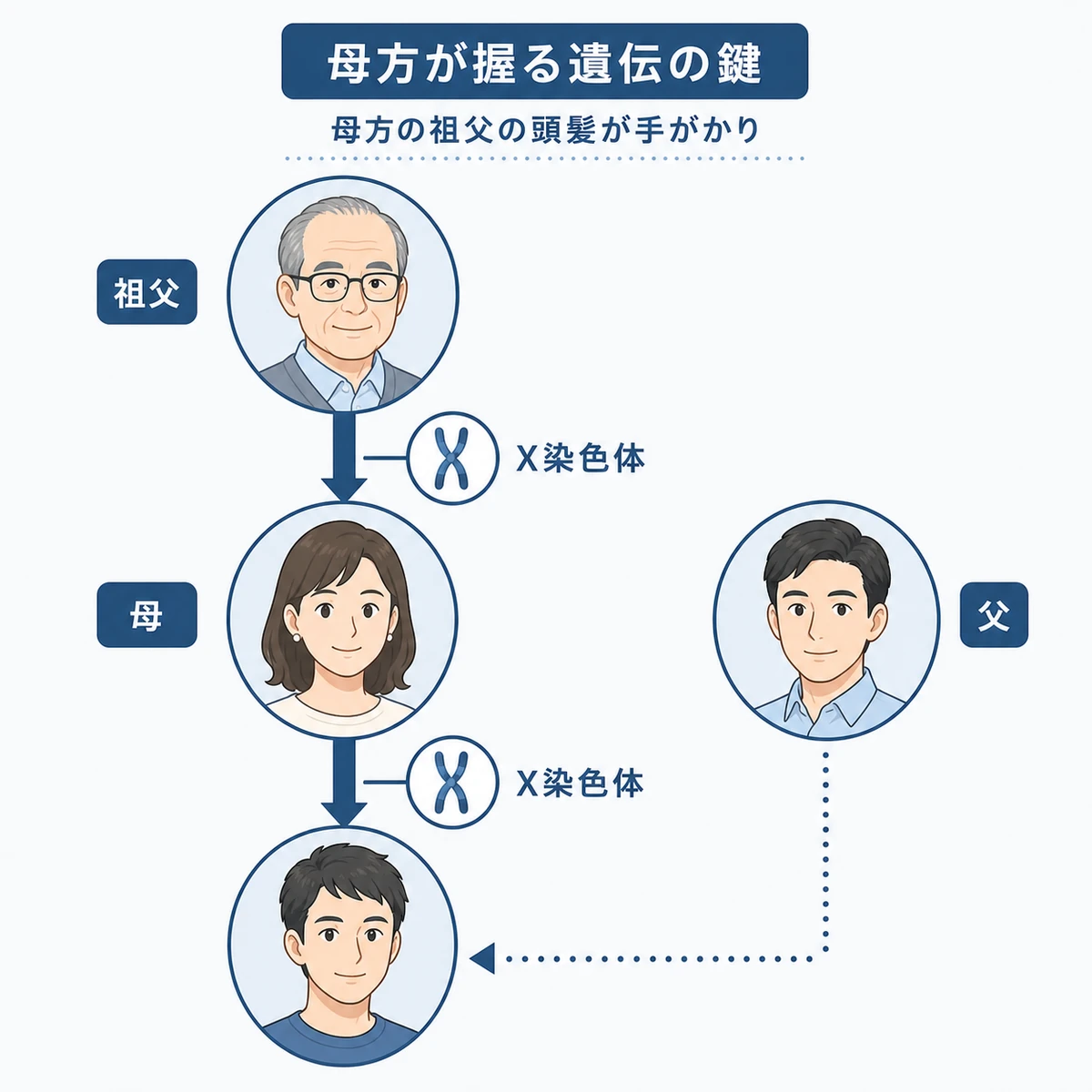 母方の祖父から母を経て息子へX染色体が受け継がれる遺伝経路を表した医療イラスト