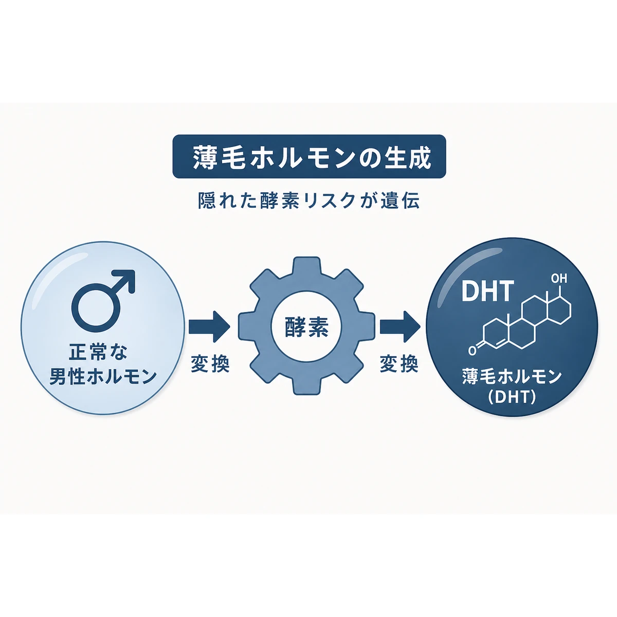 テストステロンが酵素によって強力な薄毛ホルモンDHTへ変わる仕組みを表した医療イラスト