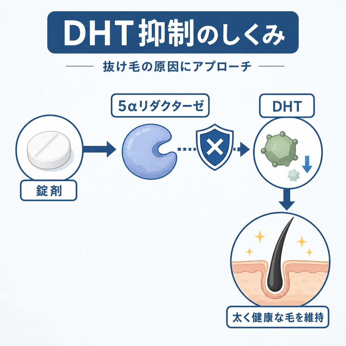 中立的な錠剤が5αリダクターゼを抑えてDHTを減らす守りの仕組みを表した医療イラスト