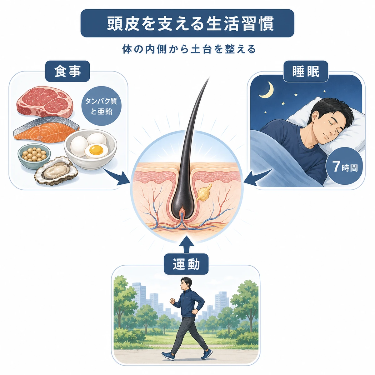 食事と睡眠と運動が頭皮環境を支えるしくみを表した相関イラスト