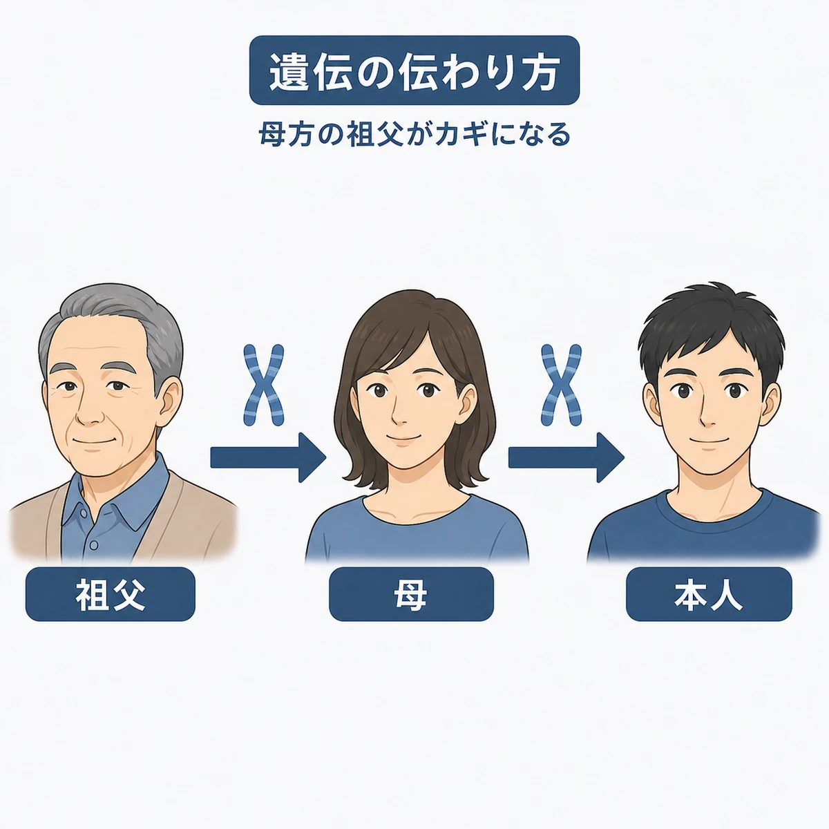 母方の祖父から母を経て本人へ薄毛体質が受け継がれる遺伝経路を表した医療イラスト