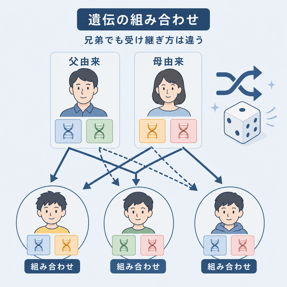 両親から受け継ぐ遺伝子の組み合わせが兄弟ごとに異なるしくみを表した医療イラスト