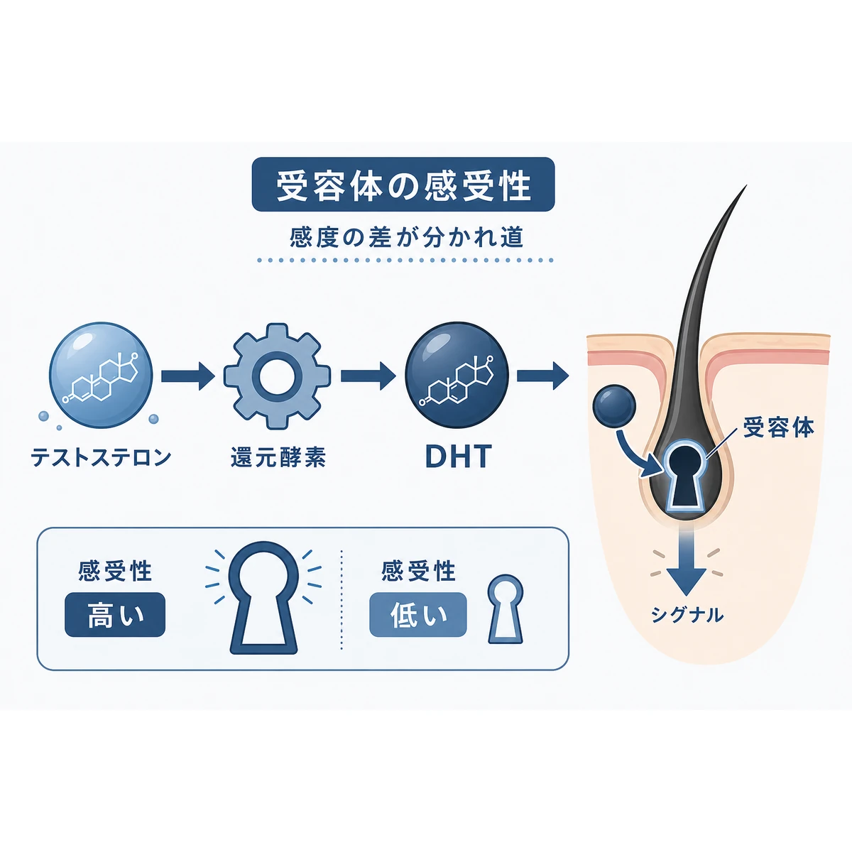 男性ホルモンが受容体と結びついて脱毛の信号が出る流れを示した医療イラスト