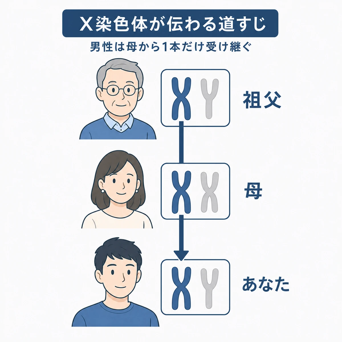 母方の祖父から母を経て息子へX染色体が受け継がれる経路を描いた医療イラスト