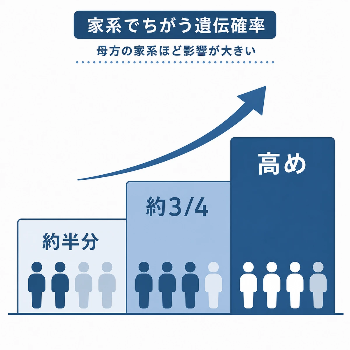 家系のパターンごとに変わる薄毛の遺伝確率を段階で描いた医療イラスト