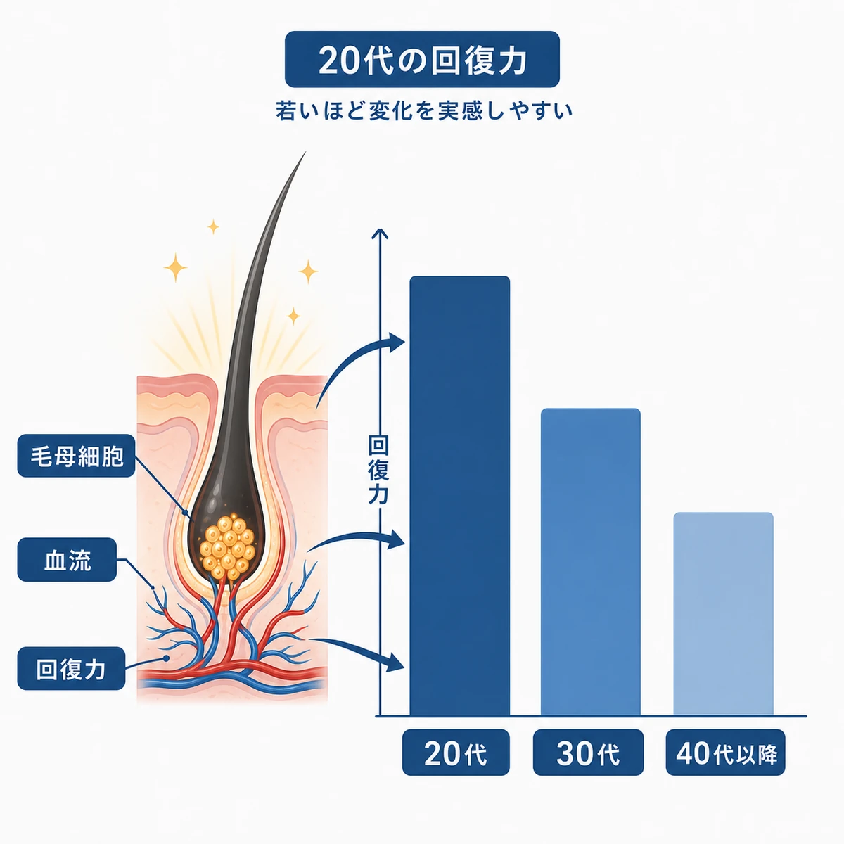 20代の頭皮回復力が他の世代より高いことを比べた医療イラスト