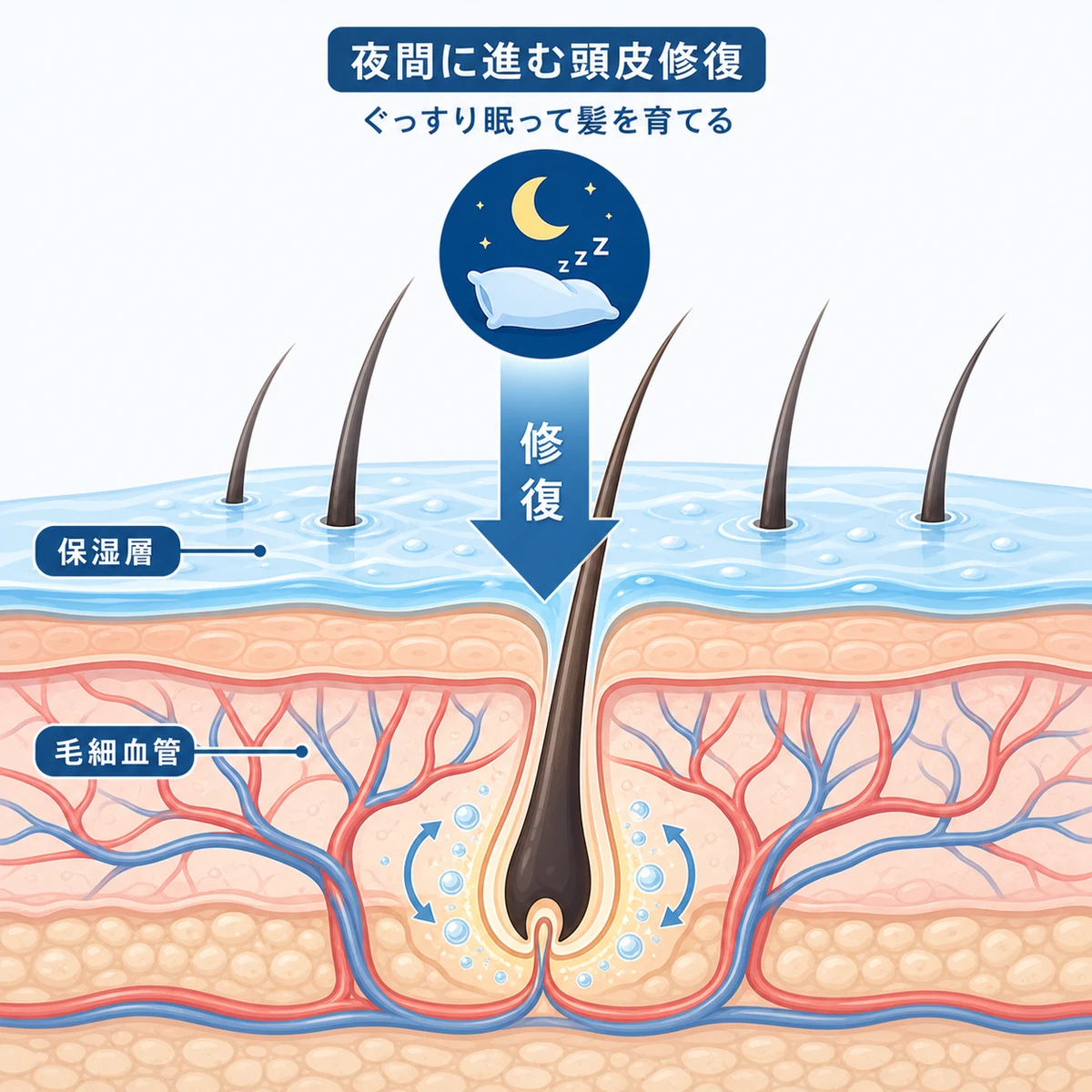 若い頭皮が睡眠中に自己修復する仕組みを表した医療イラスト