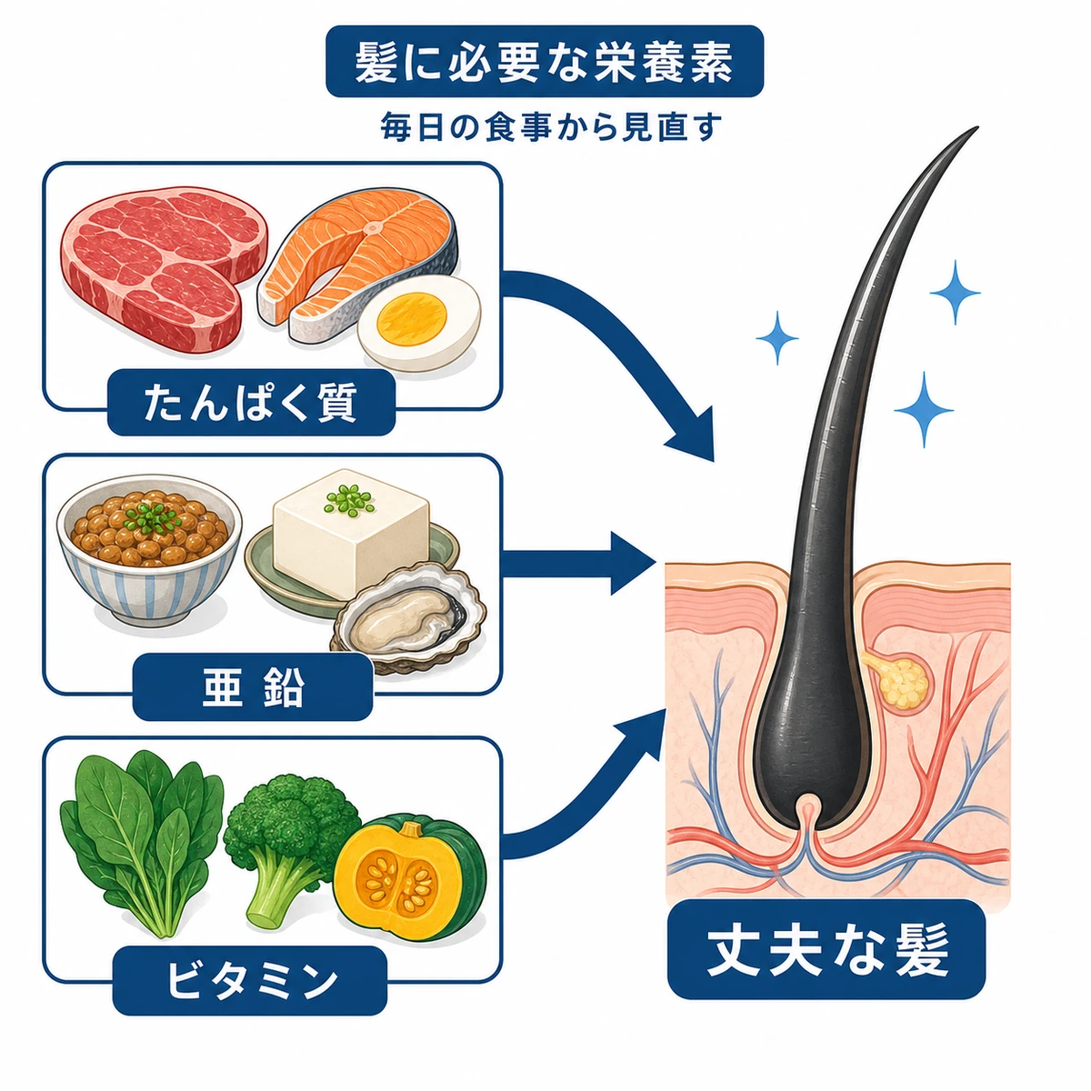 タンパク質や亜鉛などの栄養素が丈夫な髪をつくる流れを表した医療イラスト