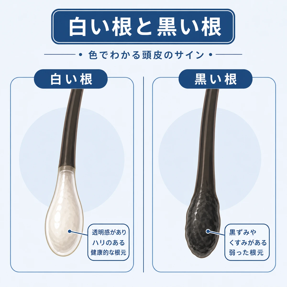 白い毛根と黒い毛根を左右で見比べた頭皮診断の医療イラスト