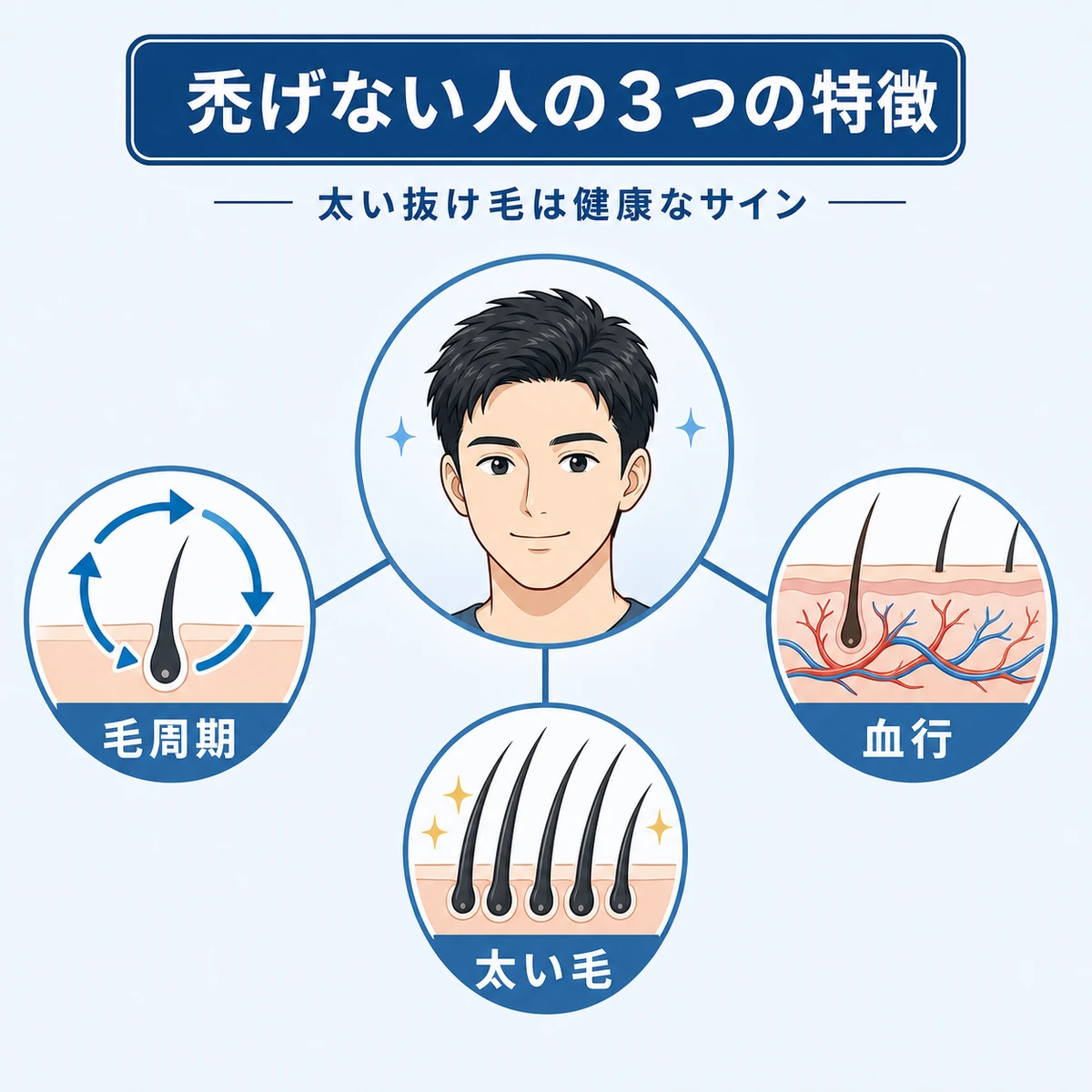 禿げない人に共通する毛周期と血行と太い毛の3つの特徴を表した医療イラスト