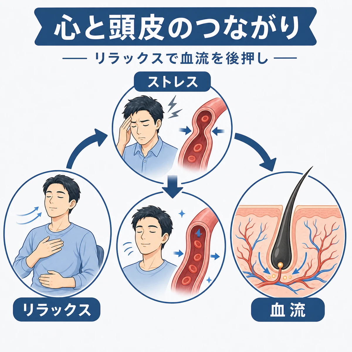 リラックスが頭皮の血流を保ち毛根を支える流れを表した医療イラスト