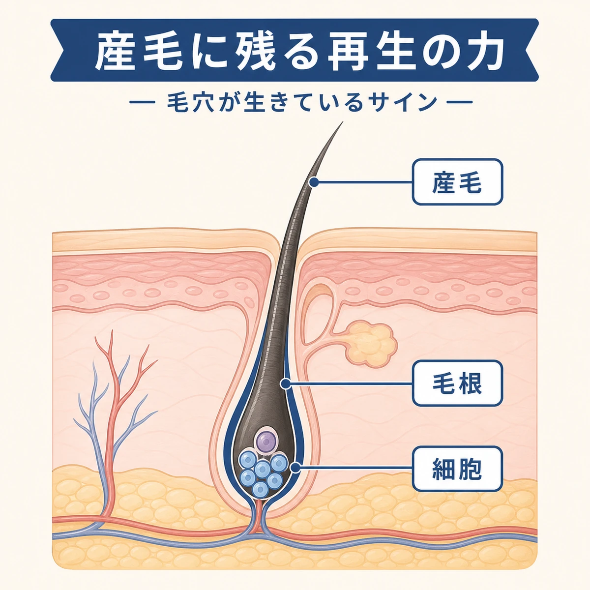 生え際の毛穴の断面と産毛を育てる毛根の細胞を表した医療イラスト