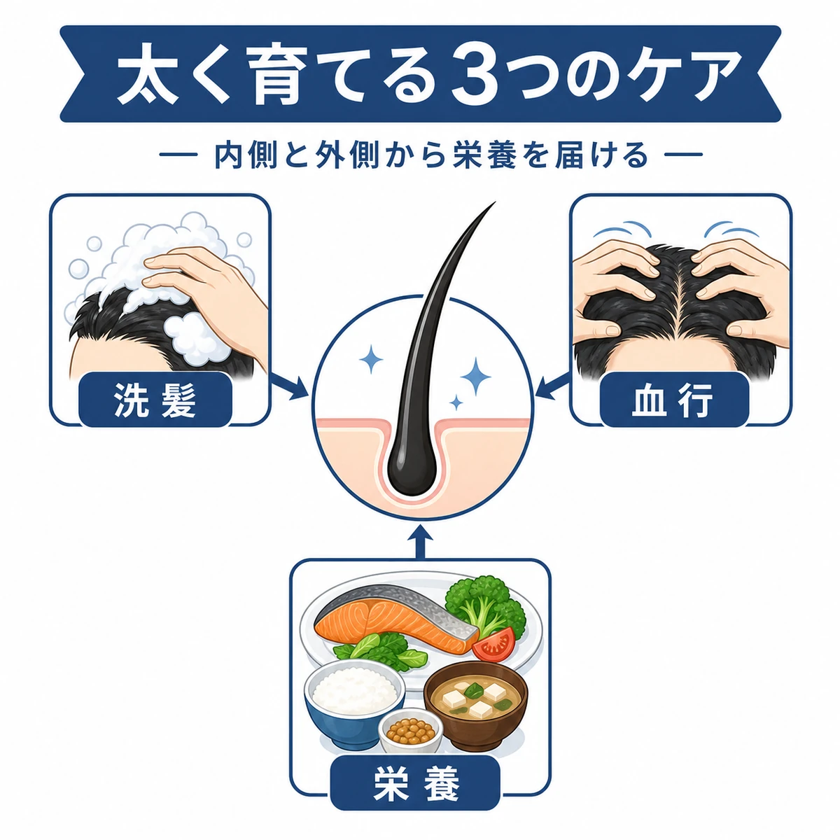 洗髪と血行促進と栄養補給で細い毛を太く育てるケアの流れを表した医療イラスト