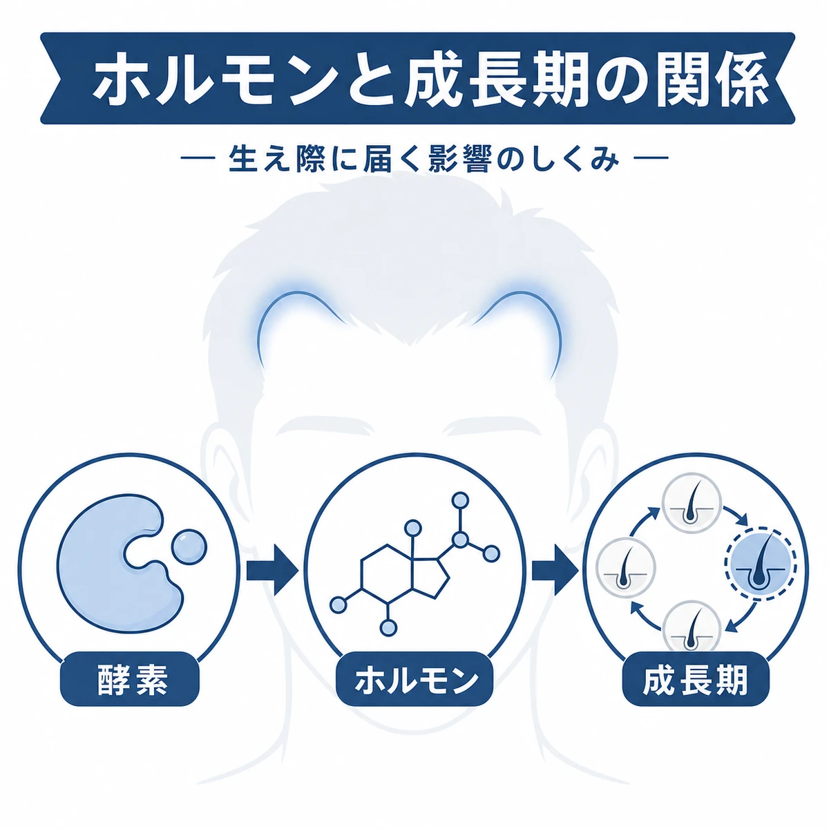 男性ホルモンが生え際の成長期を短くするしくみを表した医療イラスト