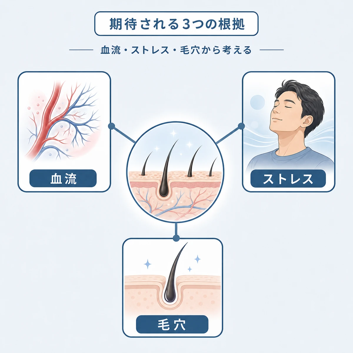 ヘッドスパが薄毛予防に役立つ3つの根拠の関係を示した医療イラスト