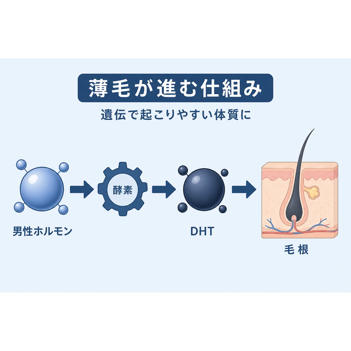男性ホルモンがDHTに変わり毛根へ作用する流れを表した医療イラスト