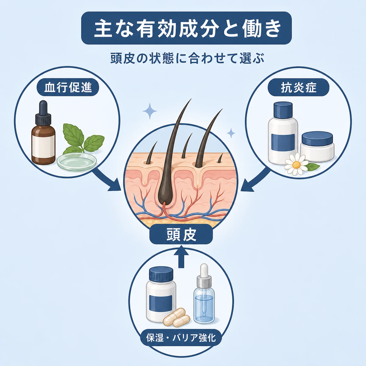育毛成分が頭皮に働きかける関係を表した医療イラスト