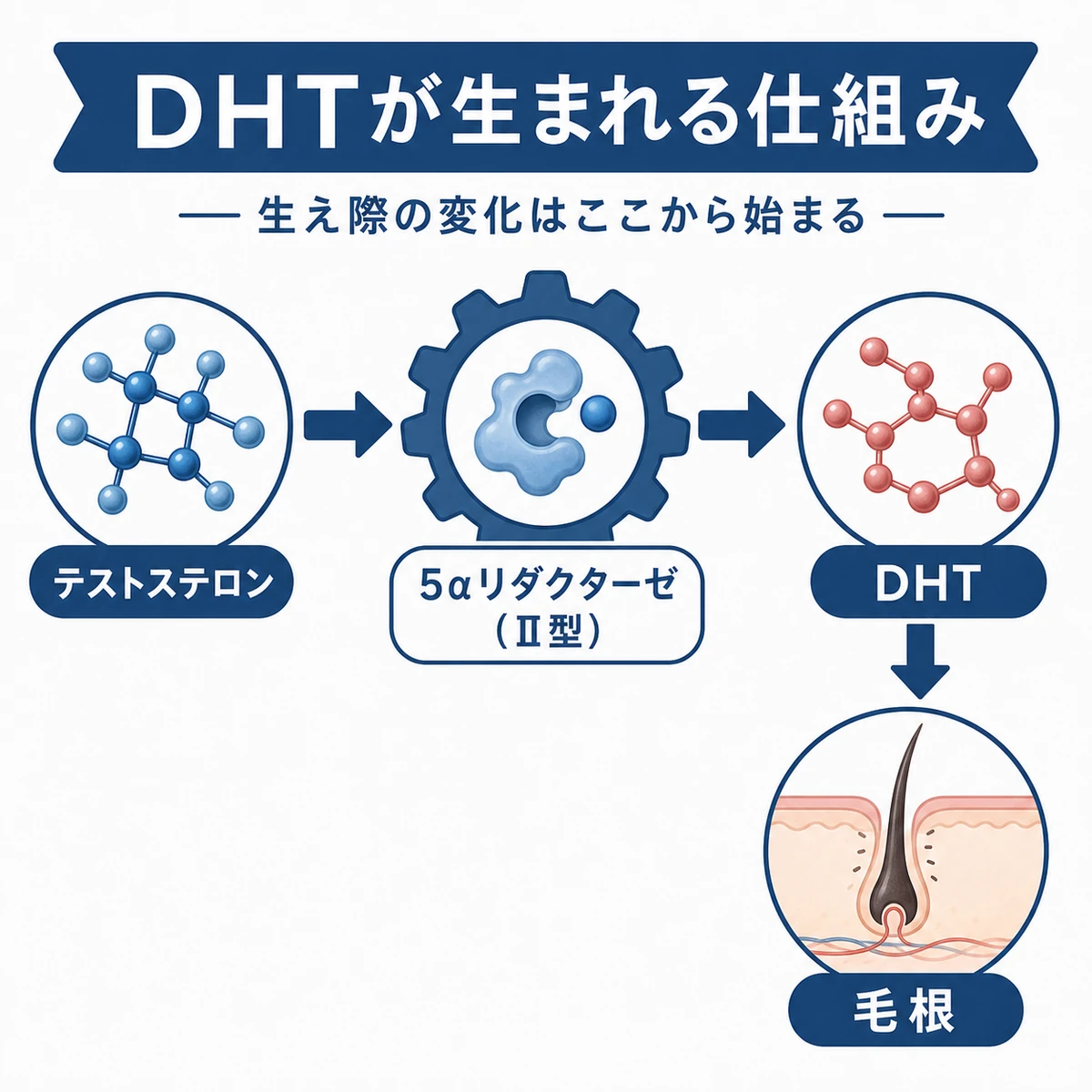 テストステロンが酵素でDHTに変わり毛根に届くまでの流れを表した医療イラスト