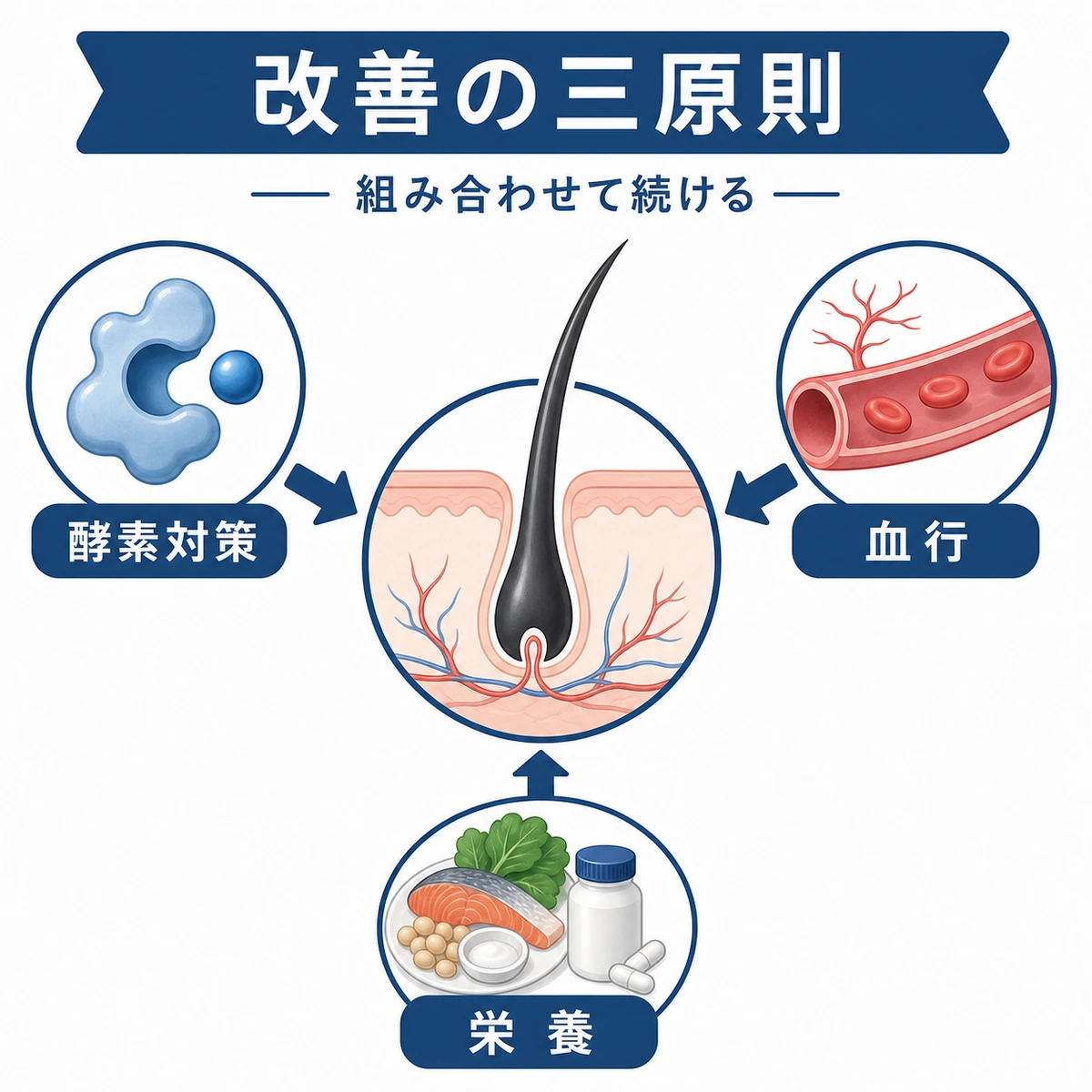 酵素対策と血行促進、栄養補給が健やかな髪を支える三原則を表した医療イラスト