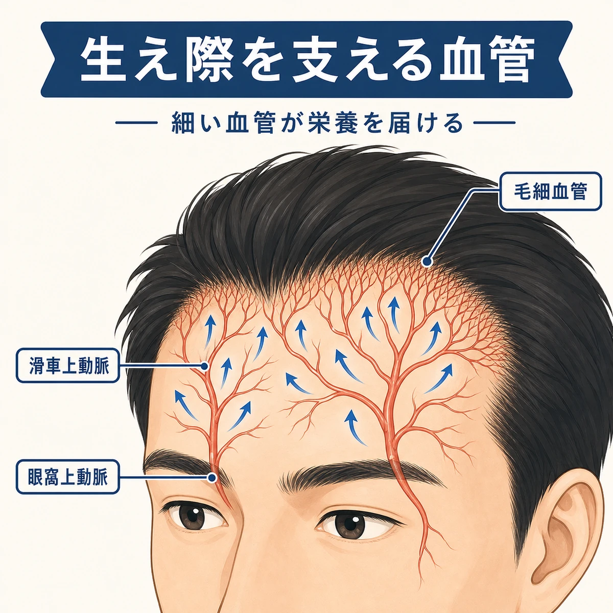 生え際へ伸びる細い血管の走行をたどった医療イラスト