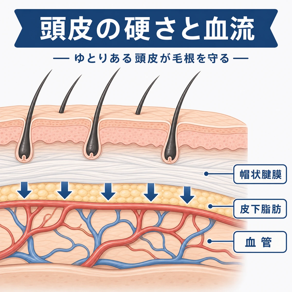 前頭部の頭皮断面と帽状腱膜が血管に及ぼす関係を描いた医療イラスト