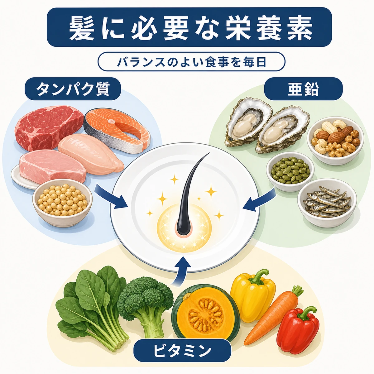 髪の健康に役立つタンパク質や亜鉛、ビタミンなどの栄養素を分類して並べた医療イラスト