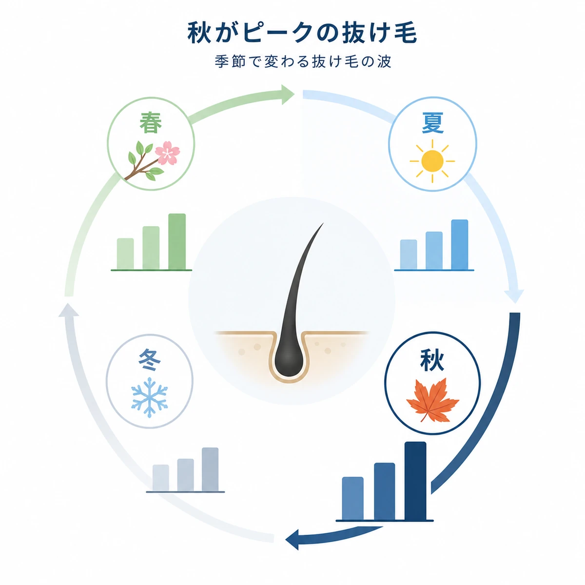 一年の季節ごとに変わる抜け毛量と秋のピークを円環で表した医療イラスト