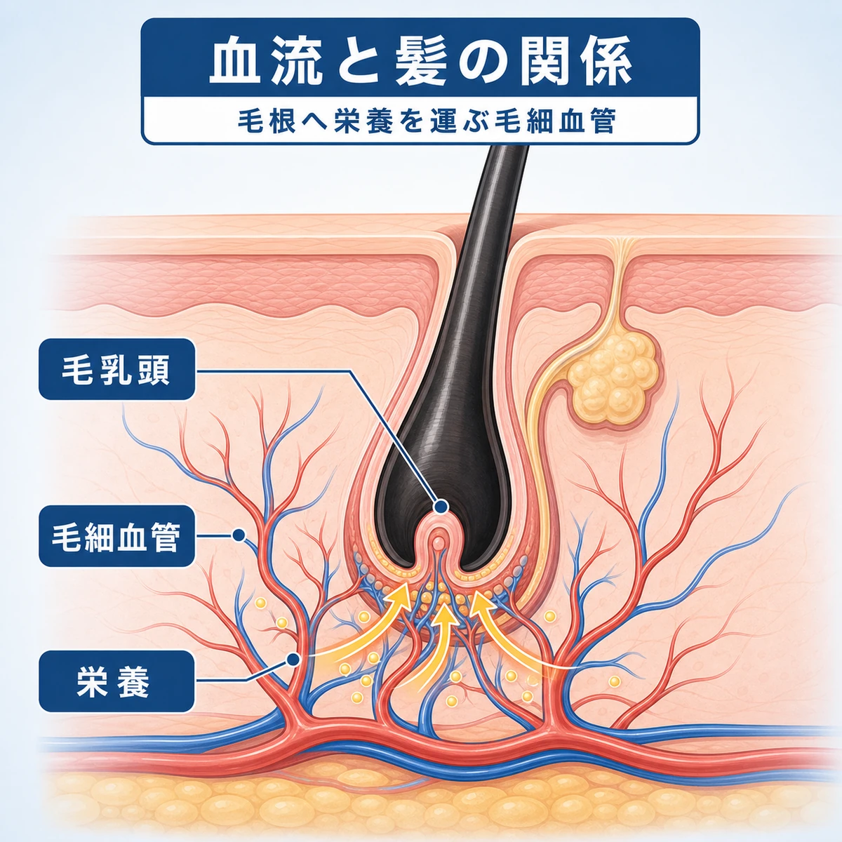 毛乳頭を取り囲む毛細血管が栄養を届ける仕組みを表した頭皮断面の医療イラスト