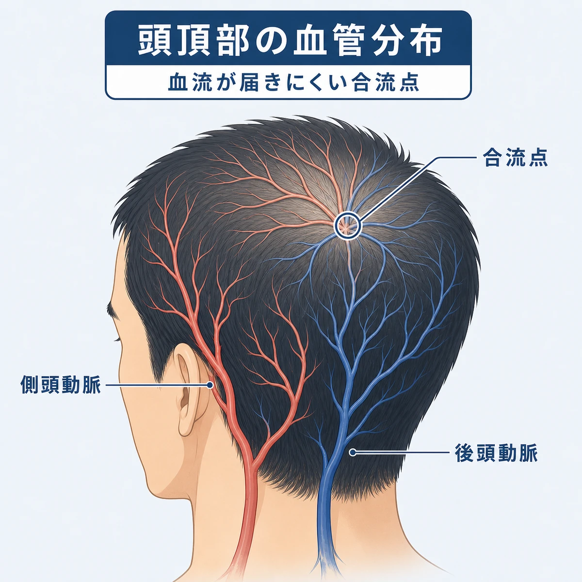 側頭動脈と後頭動脈が頭頂部で合流する血管分布を成人男性の頭部で表した医療イラスト