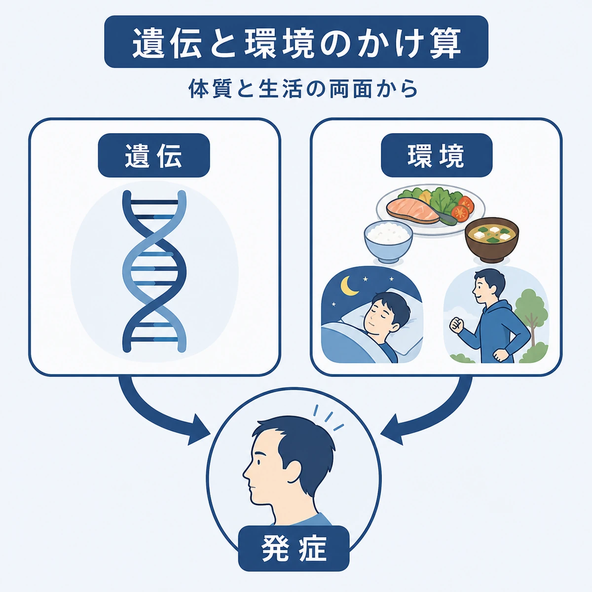 薄毛が遺伝と生活習慣の組み合わせで起こる仕組みを表した医療イラスト