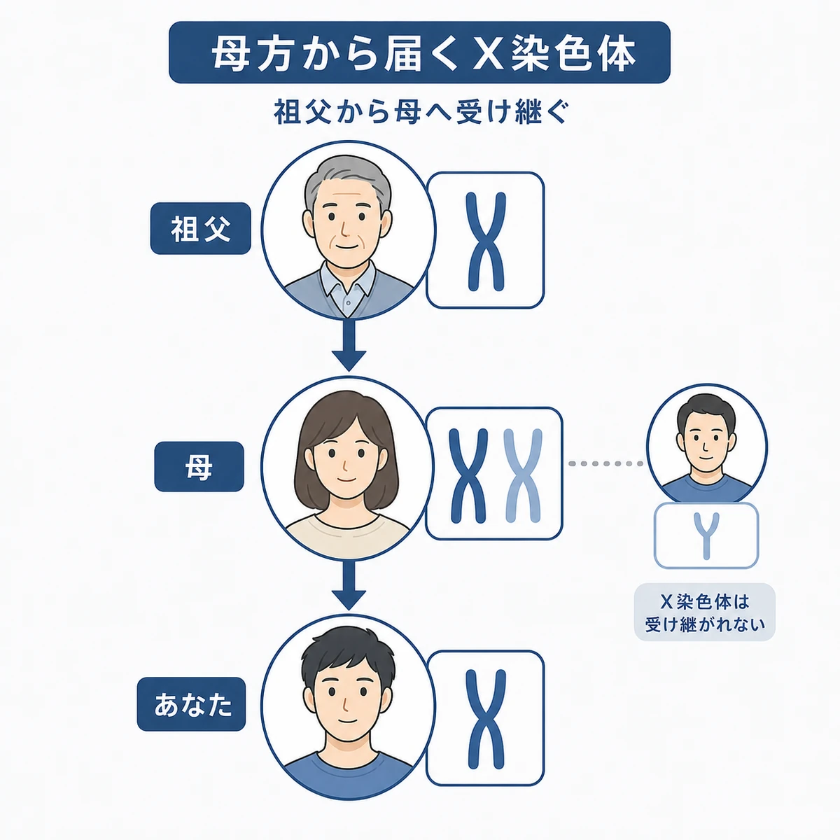 母方の祖父から母を通じてX染色体が受け継がれる経路を描いた医療イラスト